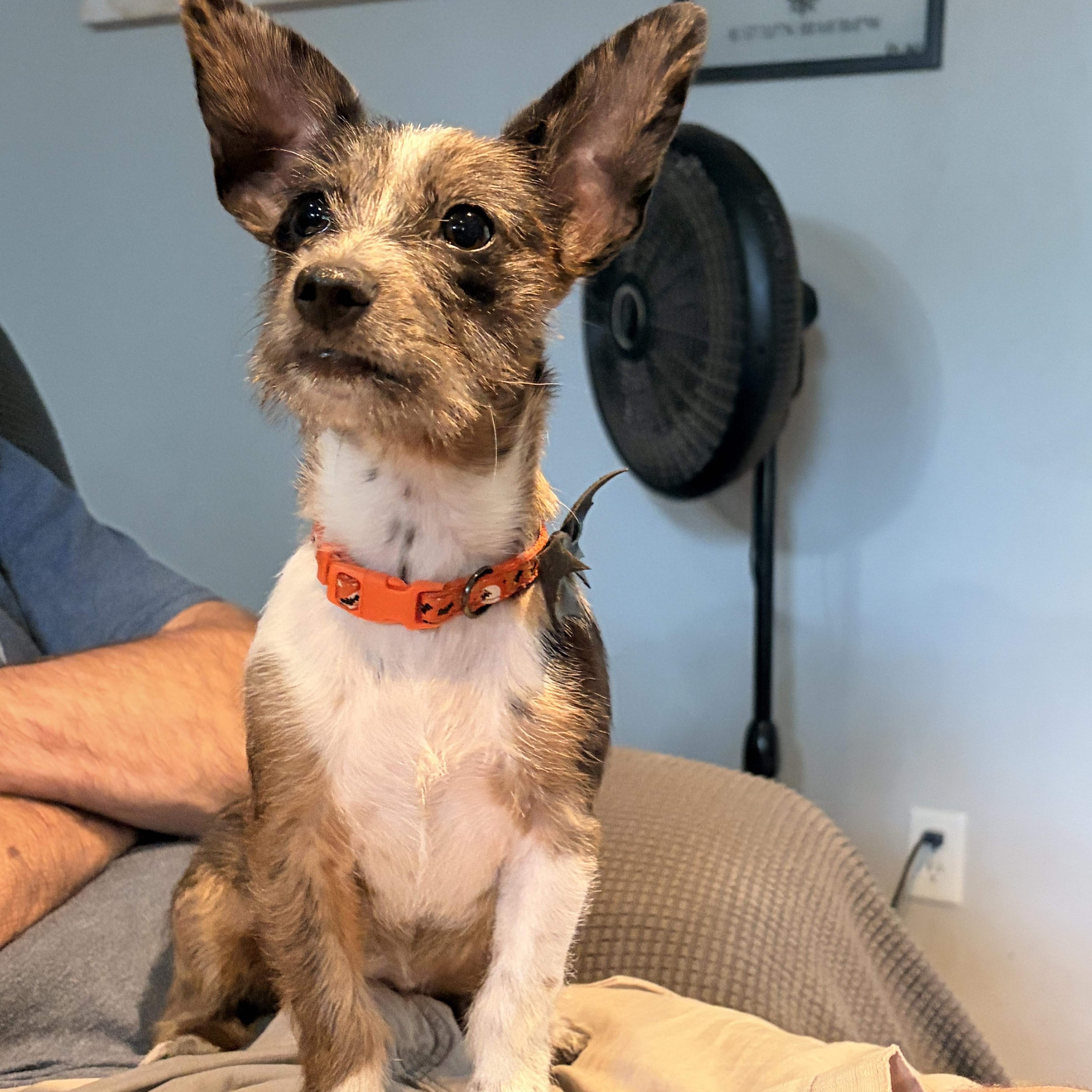 Enlarge Winnie, a Adoptable mixed breed in Byron, IL image 1/5