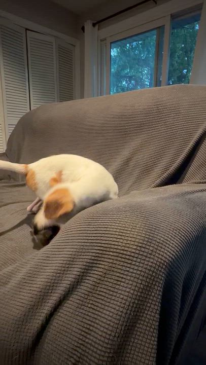 Enlarge Winnie, a Adoptable mixed breed in Byron, IL video 2/5