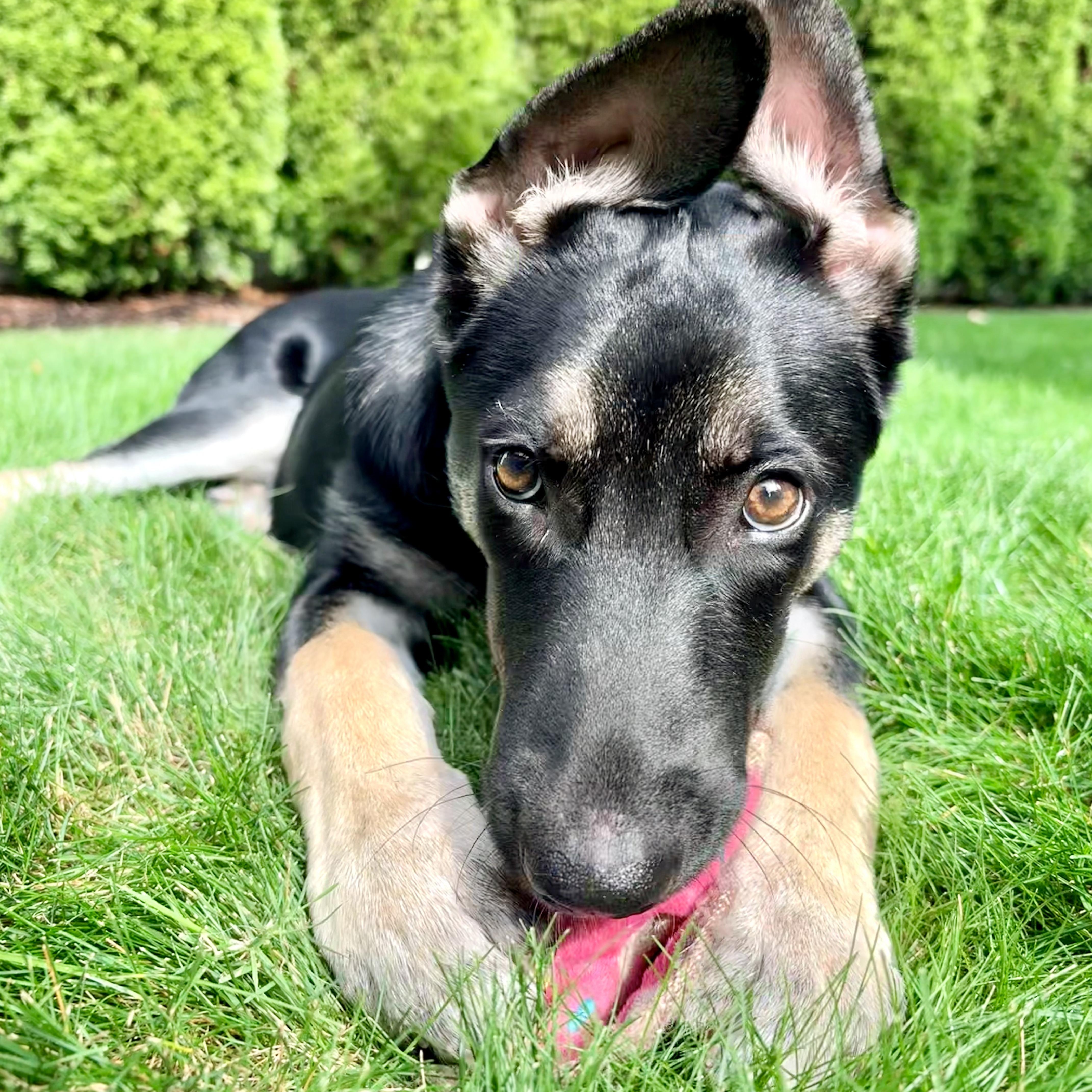 Enlarge Denali, a Adoptable mixed breed in Happy Valley, OR image 1/6