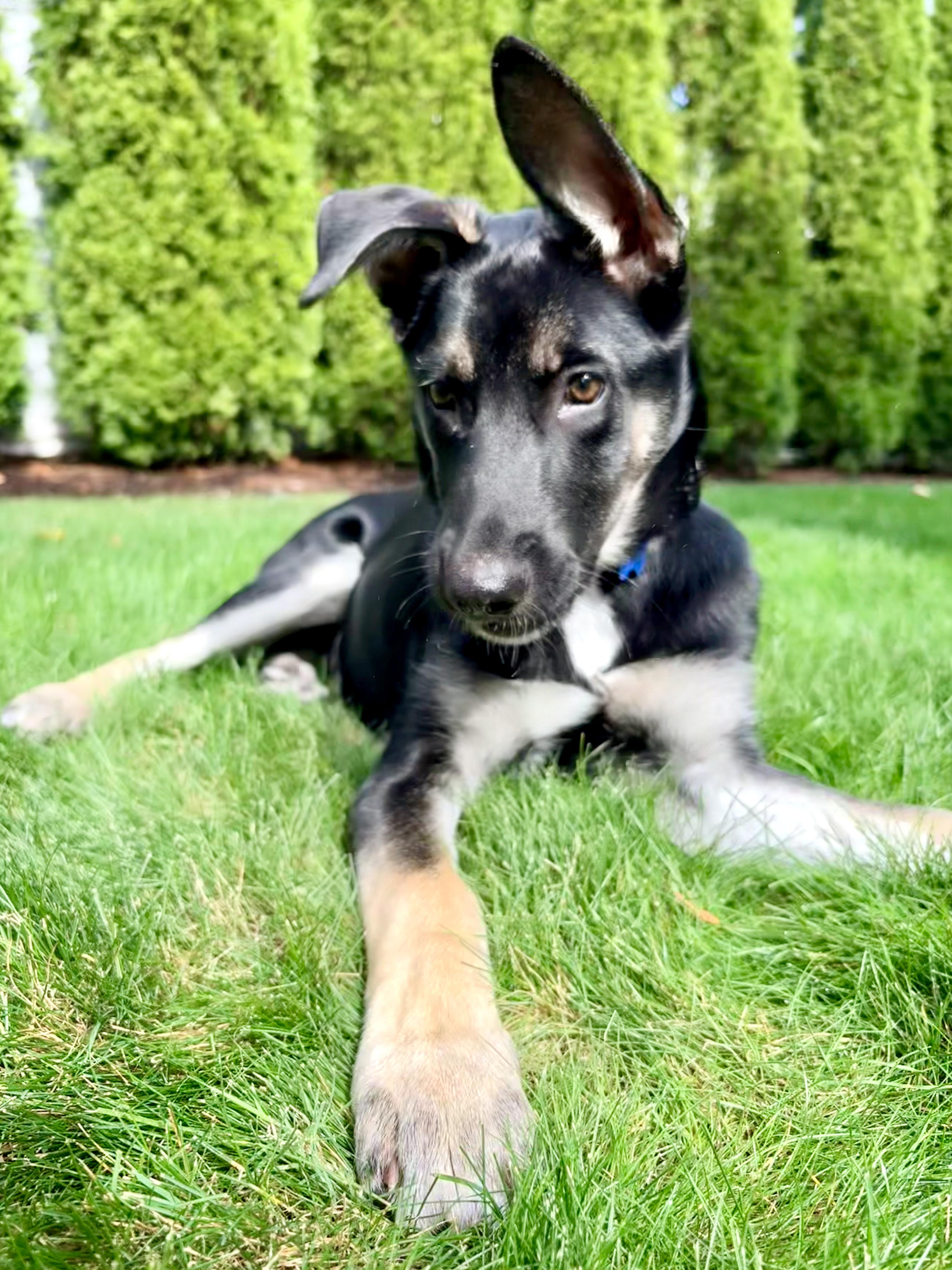 Enlarge Denali, a Adoptable mixed breed in Happy Valley, OR image 6/6