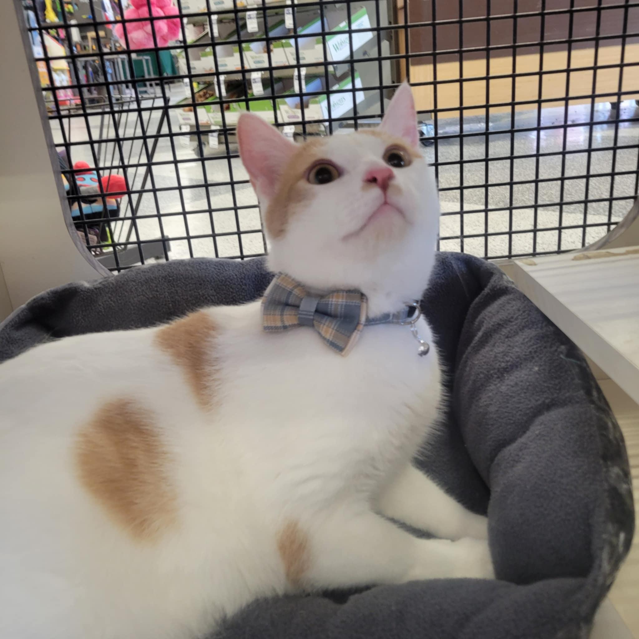 AZRIEL - FFPR, Adult Male Domestic Short Hair
