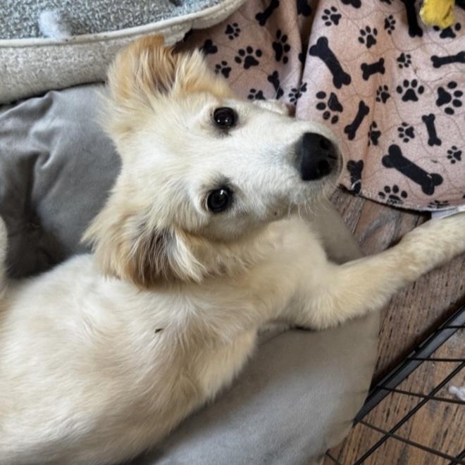 Guppy, a ADOPTABLE mixed breed in Yaphank, NY image 4/6