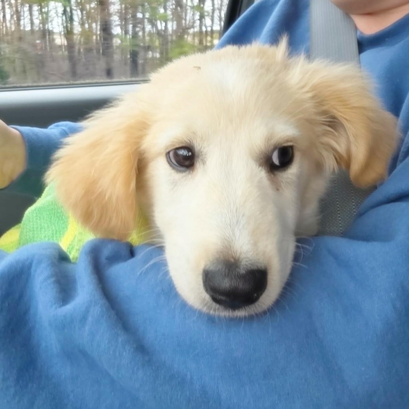 Enlarge Guppy, a ADOPTABLE mixed breed in Yaphank, NY image 2/3