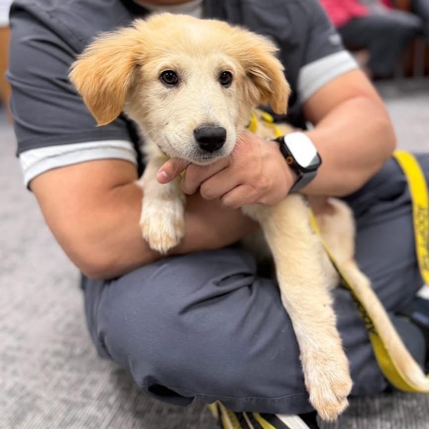 Guppy, ADOPTABLE, Puppy Male Great Pyrenees.