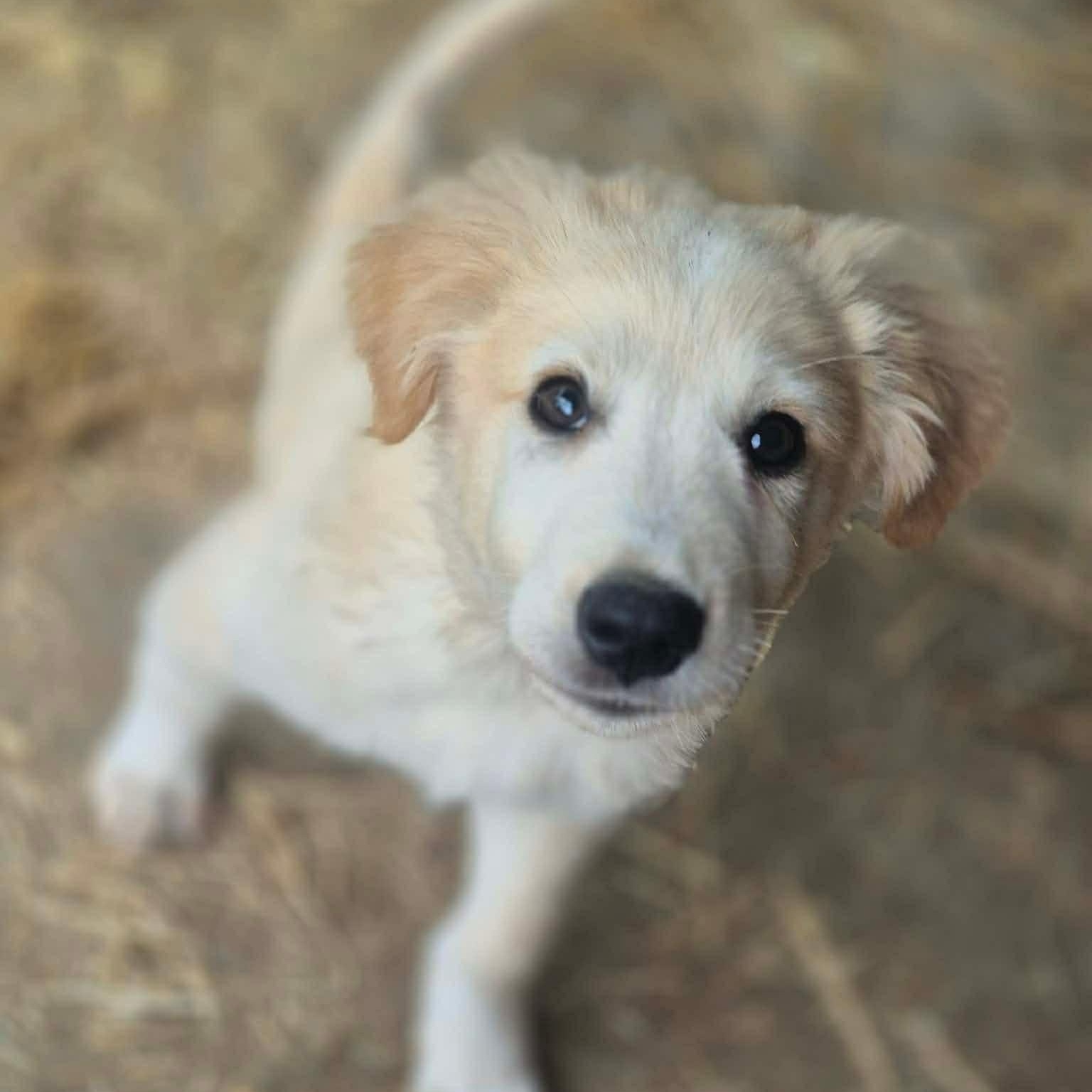 Enlarge Guppy, a ADOPTABLE mixed breed in Yaphank, NY image 1/3