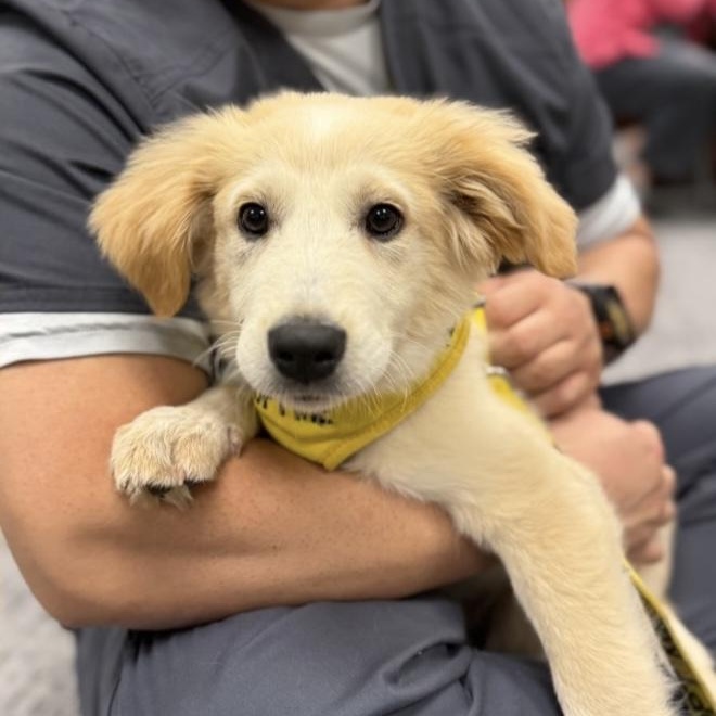 Guppy, a ADOPTABLE mixed breed in Yaphank, NY image 5/6