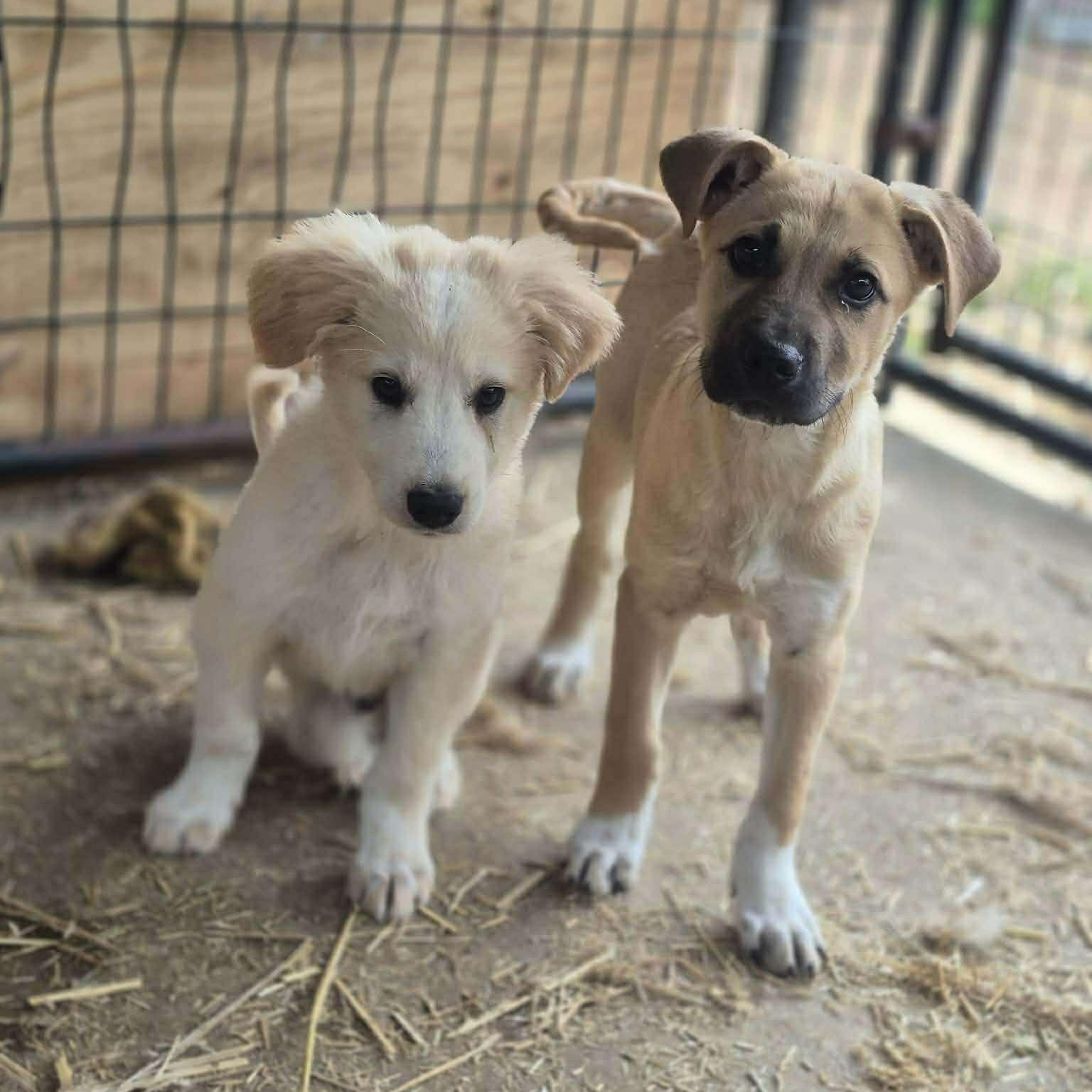 Enlarge Guppy, a ADOPTABLE mixed breed in Yaphank, NY image 3/3