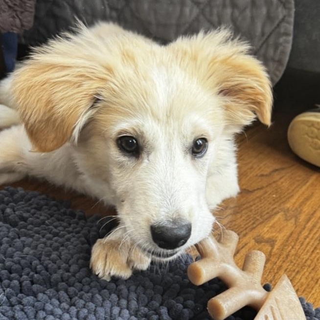 Guppy, a ADOPTABLE mixed breed in Yaphank, NY image 6/6