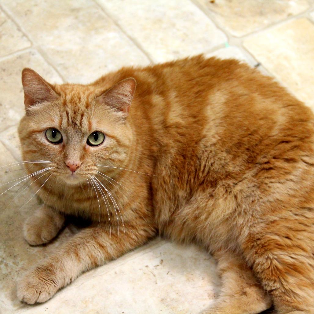 Sweet n' Spicy, a Adoptable Domestic Short Hair in Monroe, LA image 1/2