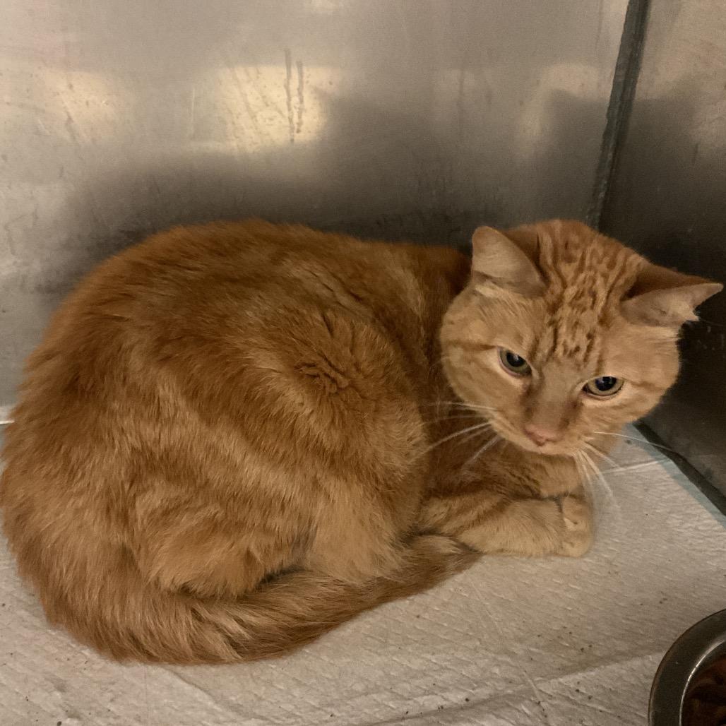 Enlarge Sweet n' Spicy, a Adoptable Domestic Short Hair in Monroe, LA image 1/1