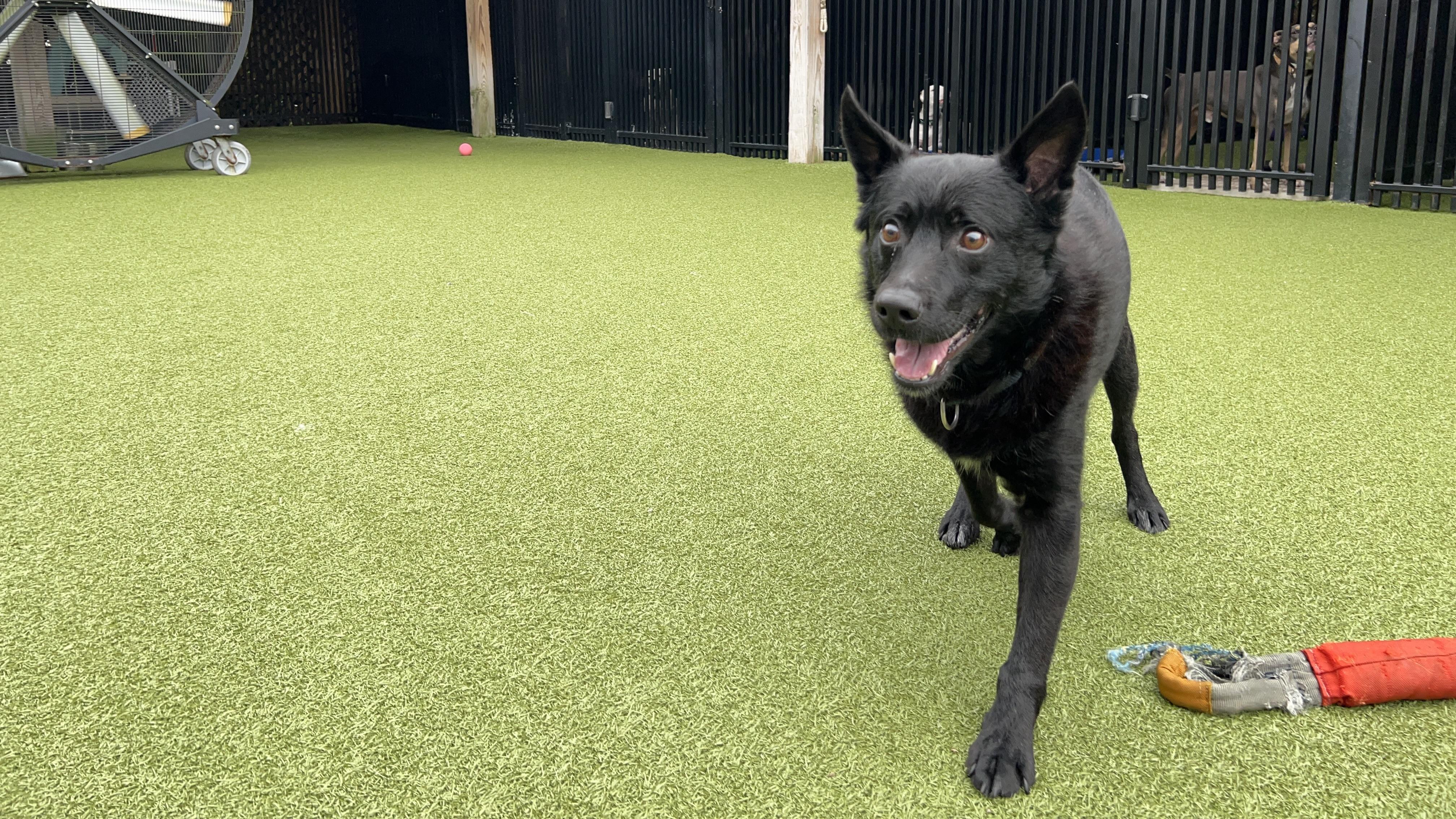 Enlarge DUFFY, a Adoptable mixed breed in Ridgeland, SC image 2/5