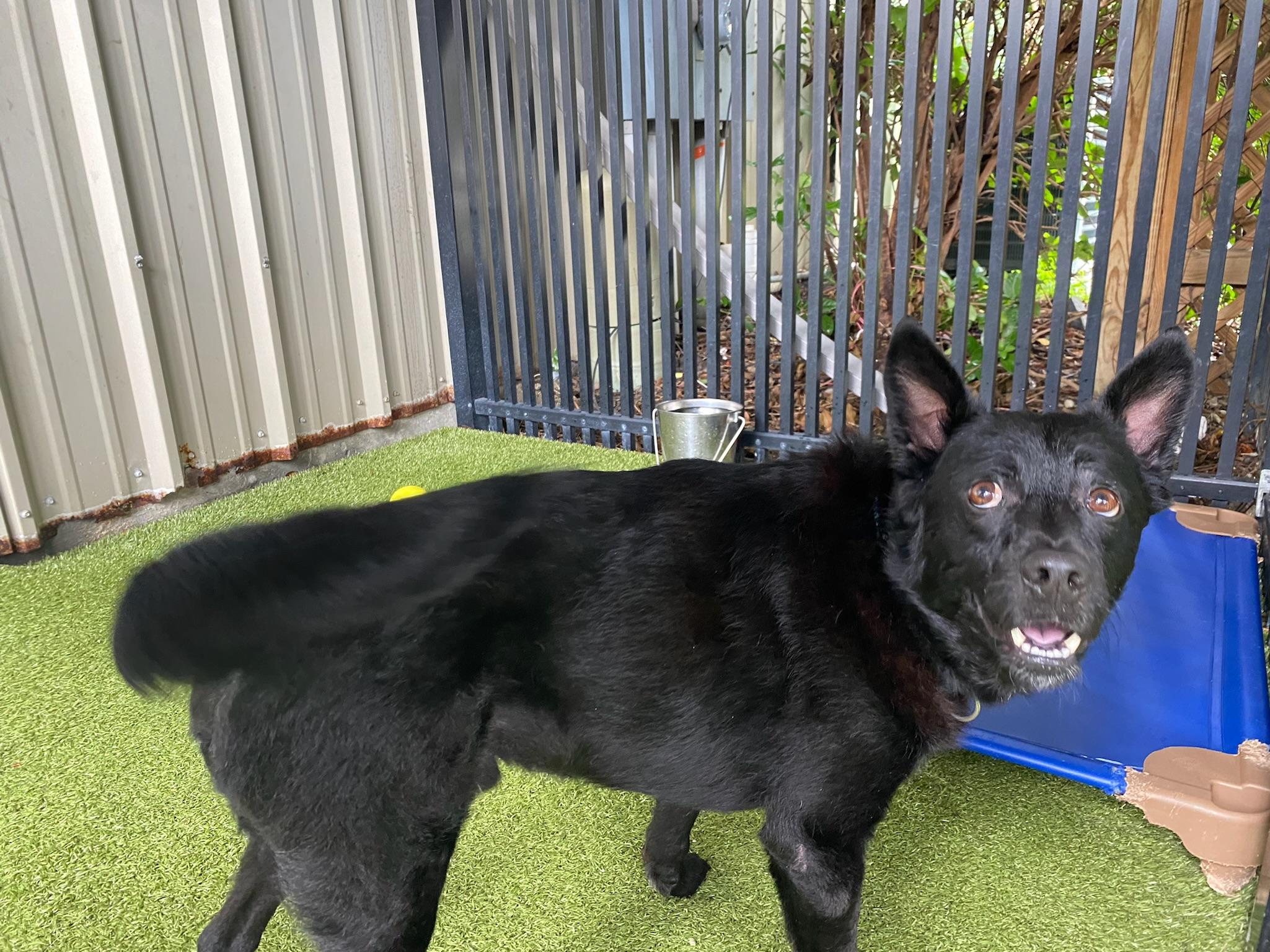 Duffy, a Adoptable mixed breed image 2/4