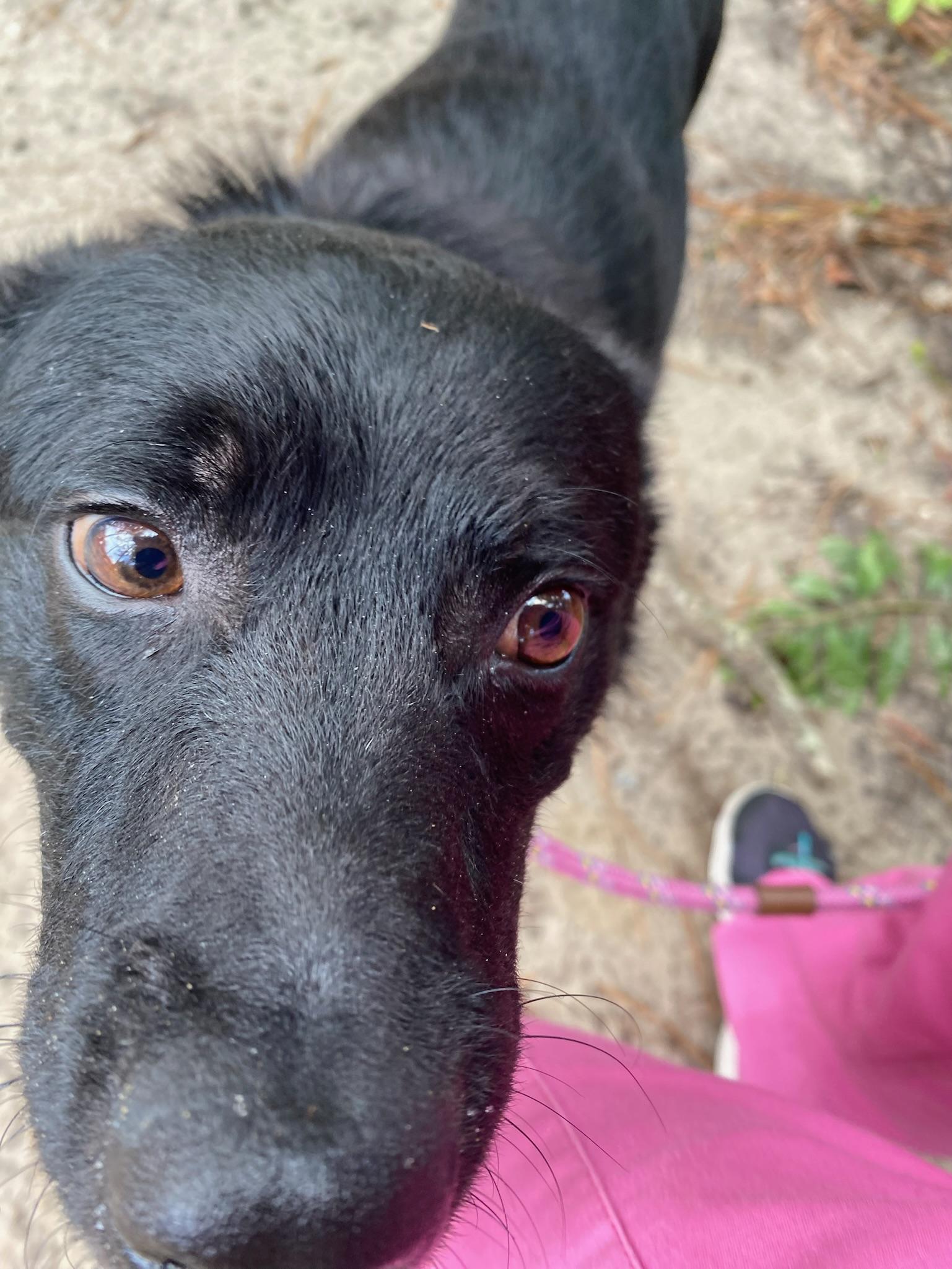 Duffy, Adoptable, Adult Male Terrier.