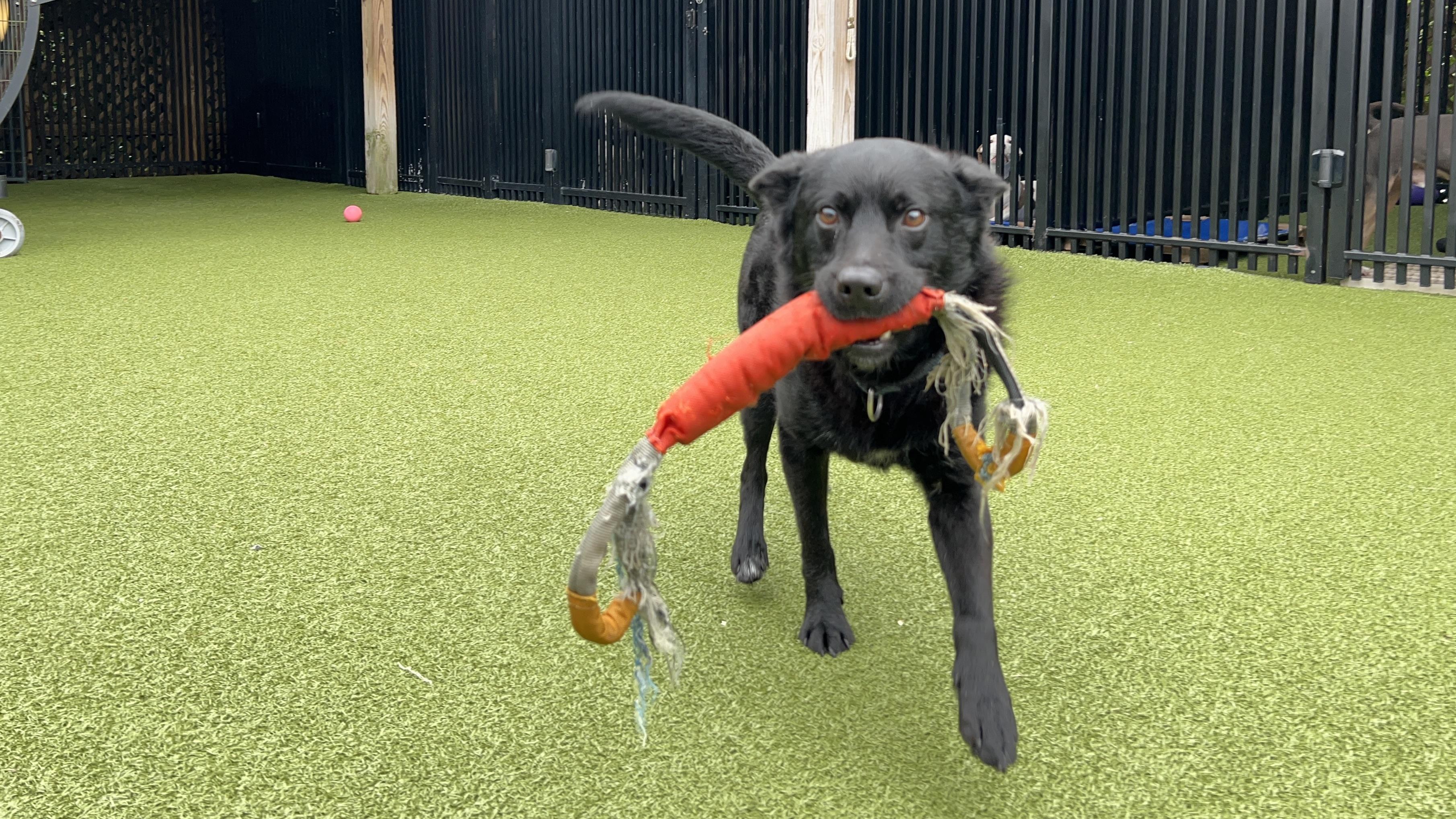 Enlarge DUFFY, a Adoptable mixed breed in Ridgeland, SC image 4/5