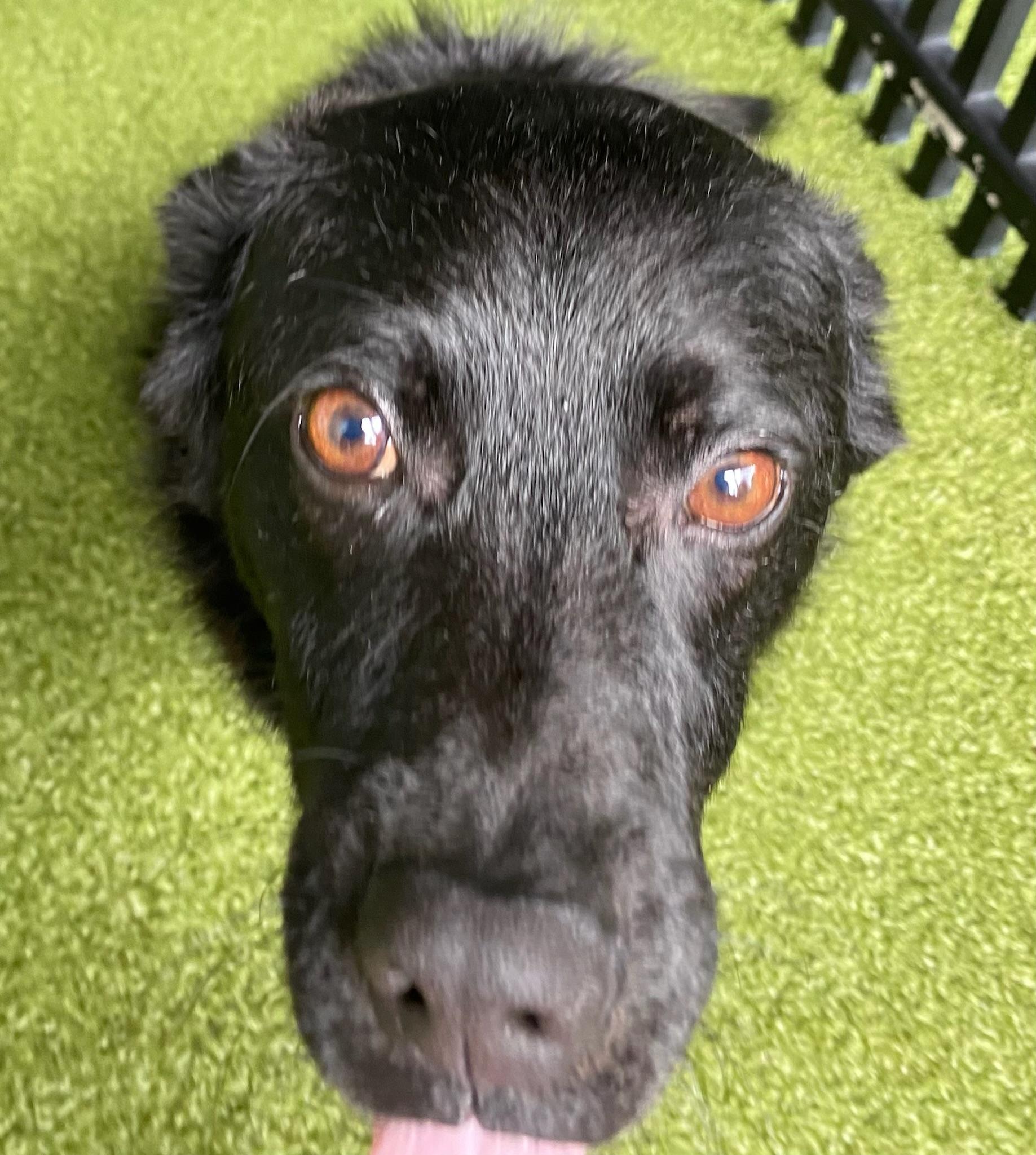 Duffy, a Adoptable mixed breed image 4/4