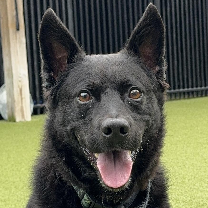 Enlarge DUFFY, a Adoptable mixed breed in Ridgeland, SC image 1/5