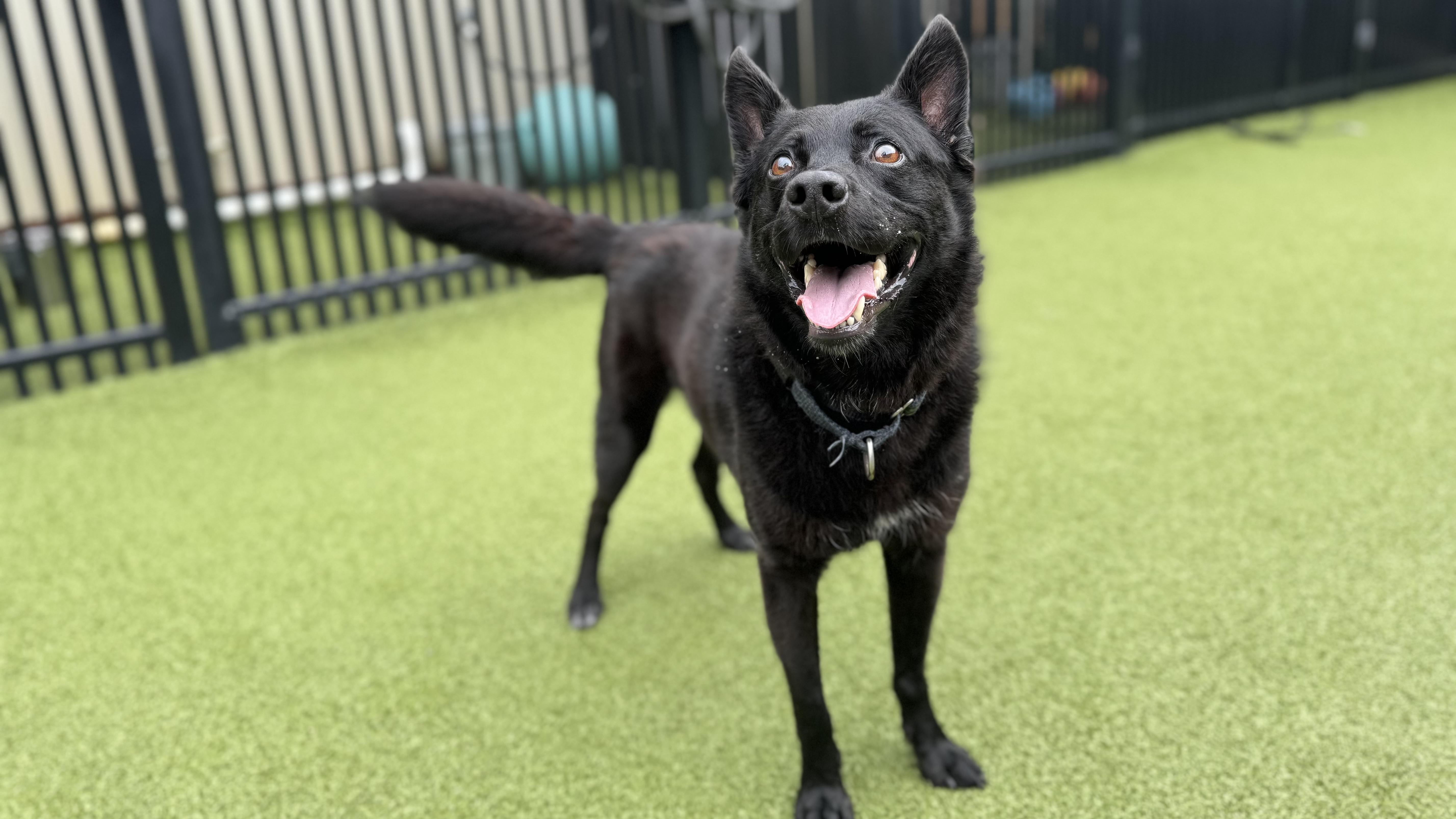 Enlarge DUFFY, a Adoptable mixed breed in Ridgeland, SC image 3/5