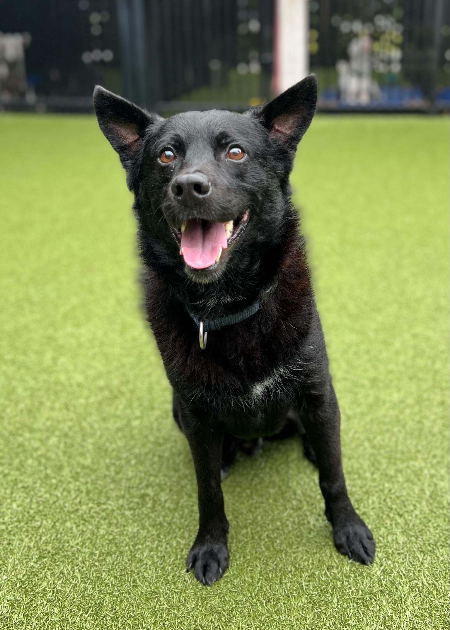 Duffy, a Adoptable mixed breed image 1/4