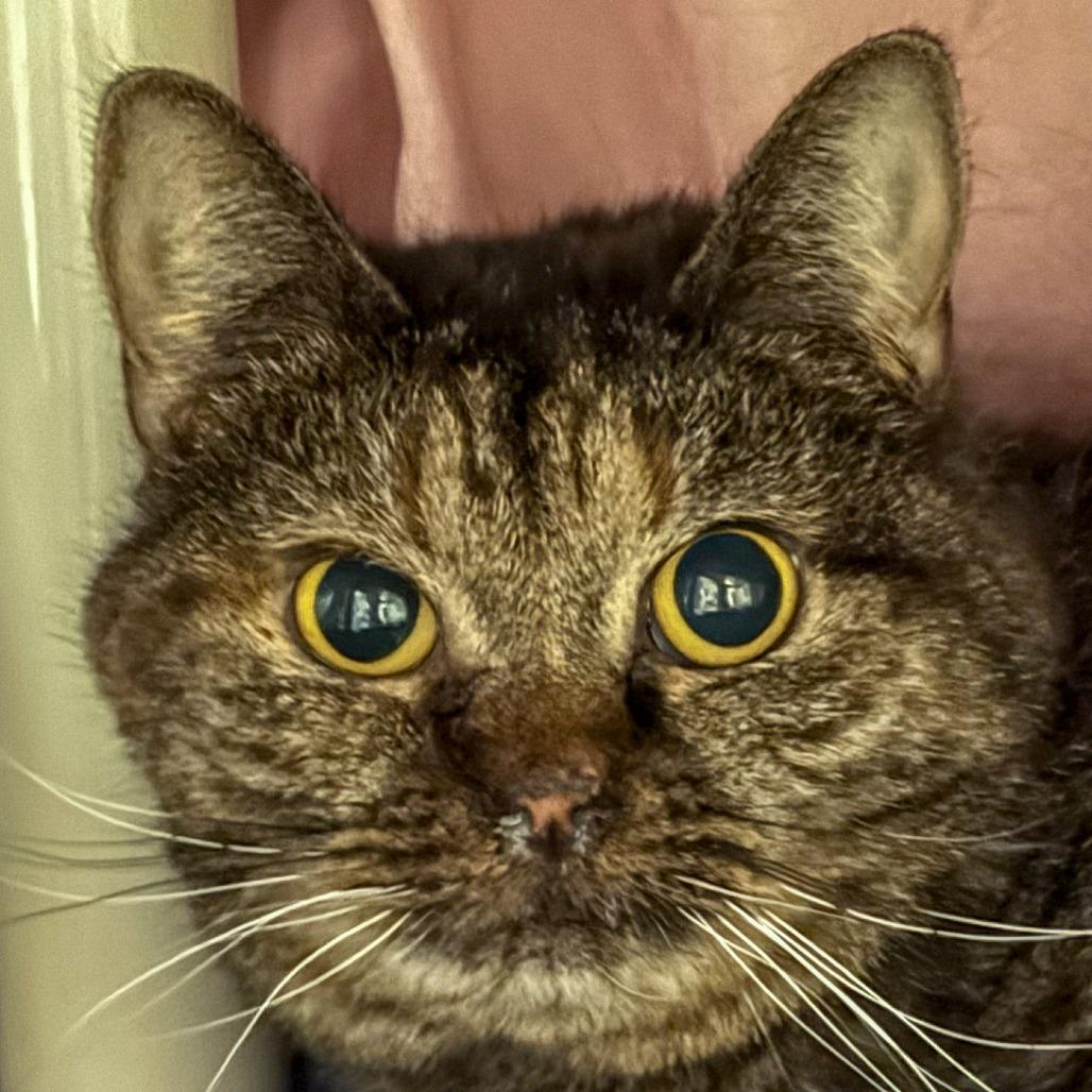 Merida *Bonded w/ Tiana* *Avail by Appt.*, Adoptable, Senior Female Domestic Short Hair.