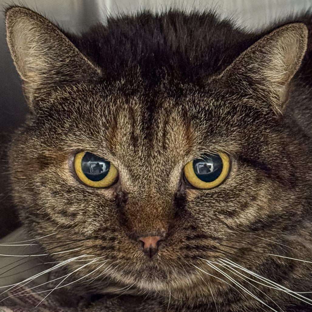 Enlarge Merida *Bonded w/ Tiana* *Avail by Appt*, a Adoptable Domestic Short Hair in Kennebunk, ME image 2/4