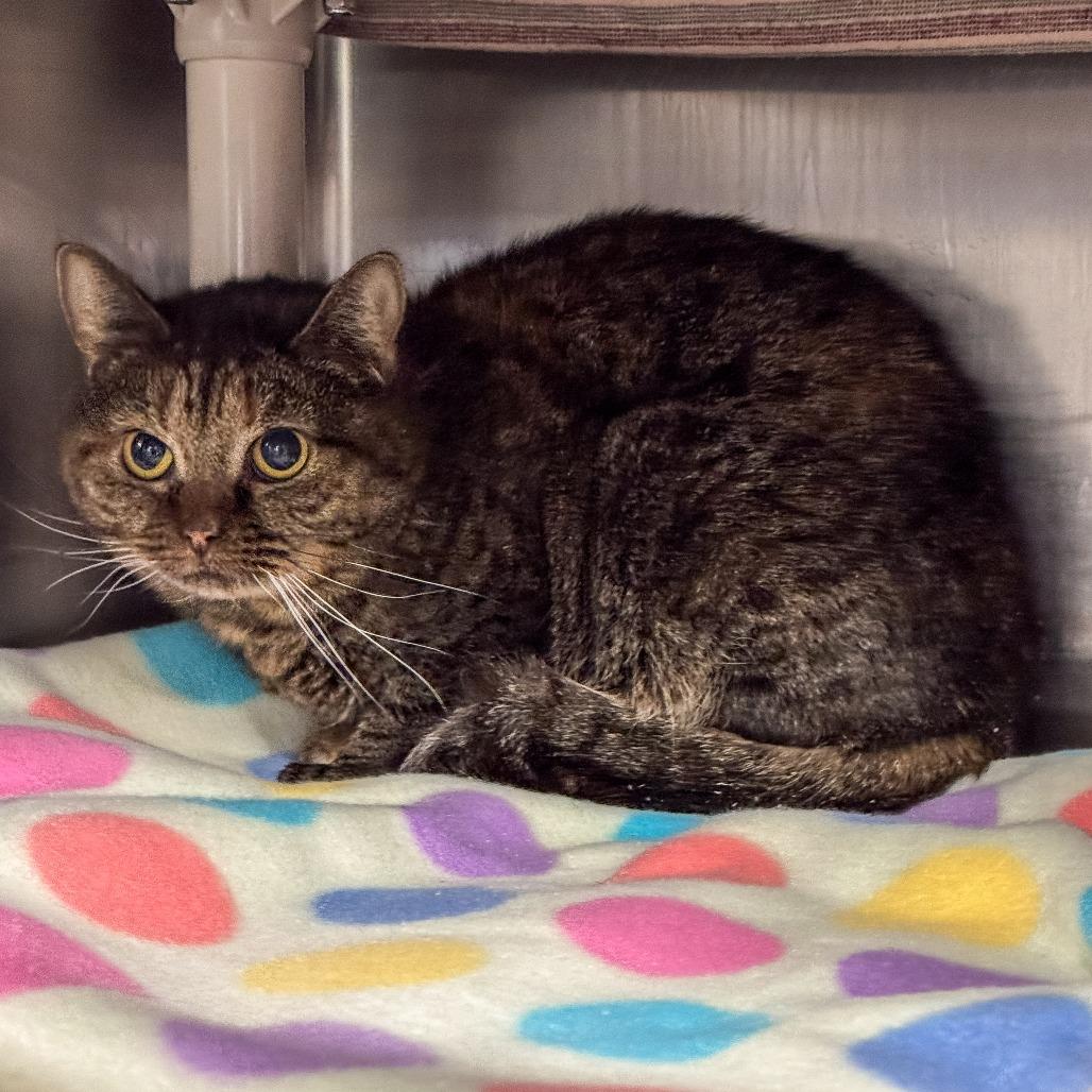 Enlarge Merida *Bonded w/ Tiana* *Avail by Appt*, a Adoptable Domestic Short Hair in Kennebunk, ME image 3/4