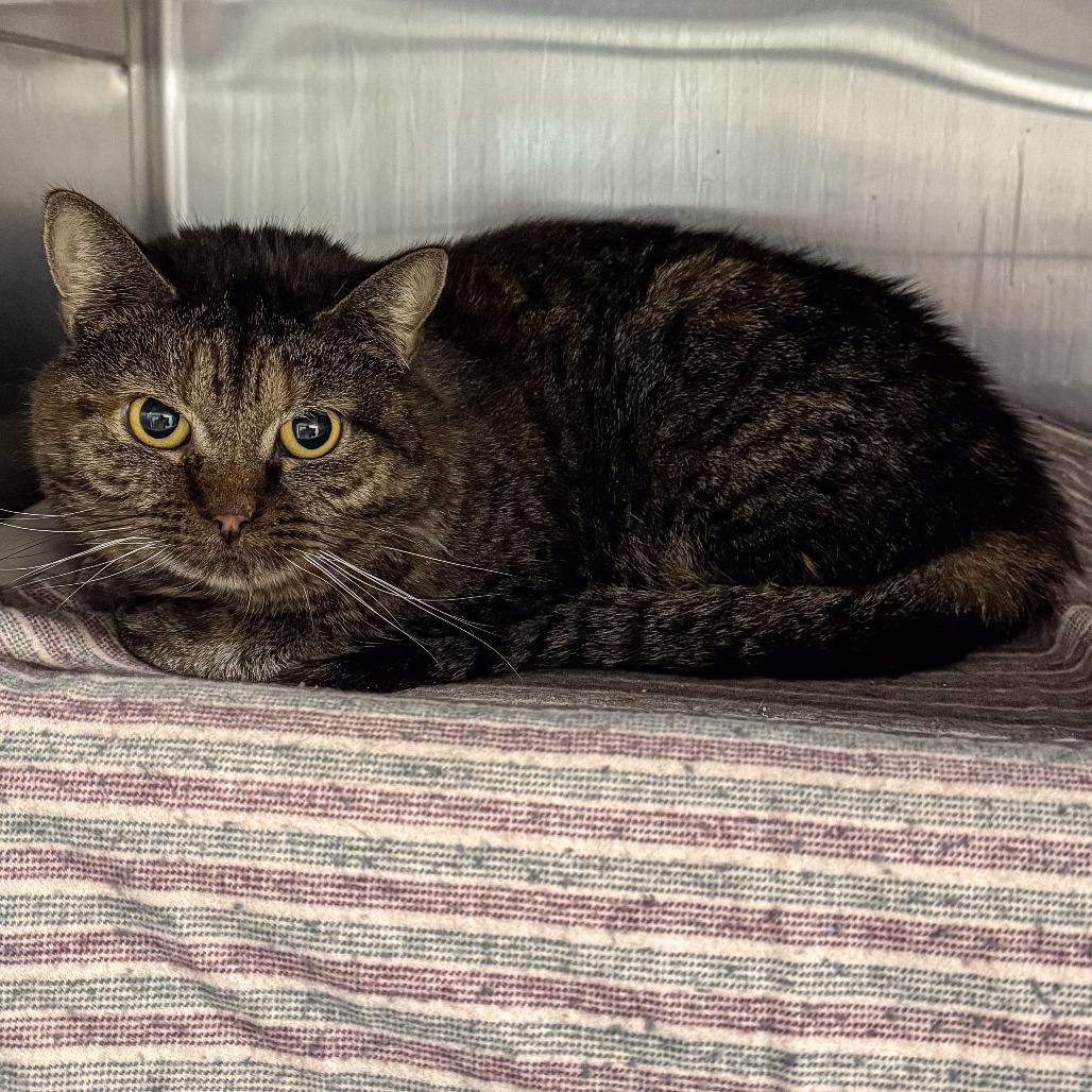 Enlarge Merida *Bonded w/ Tiana* *Avail by Appt*, a Adoptable Domestic Short Hair in Kennebunk, ME image 4/4