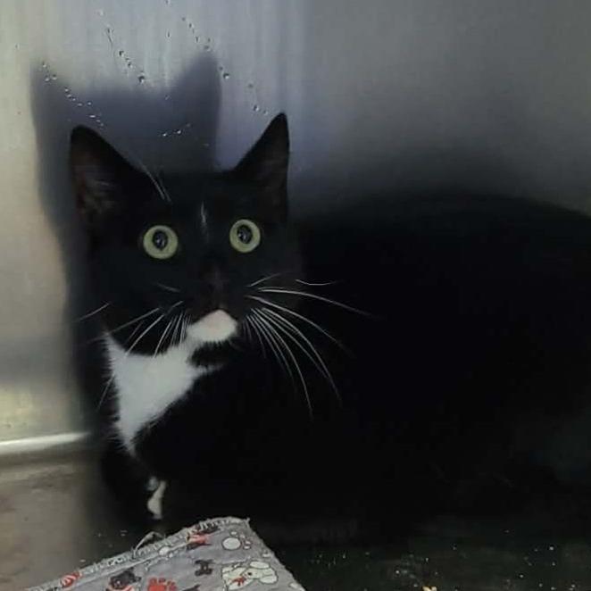Enlarge Mustard, a Adoptable mixed breed in Coos Bay, OR image 1/1