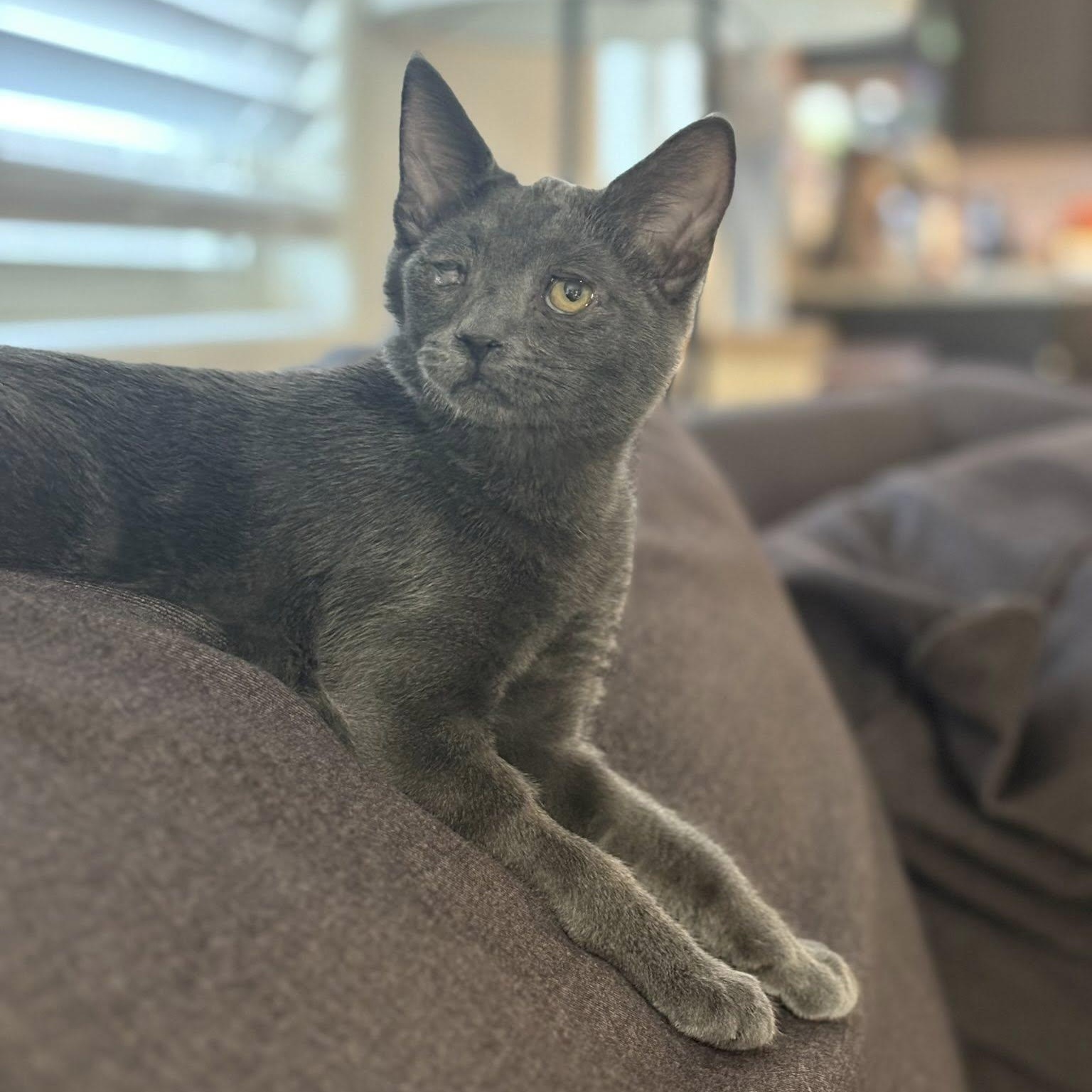 Enlarge Violet, an adopted Domestic Short Hair in Queen Creek, AZ image 3/5