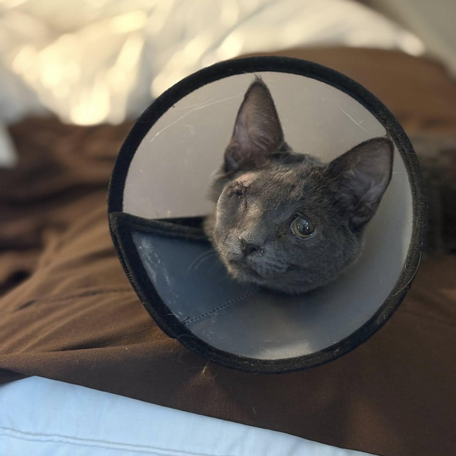 Enlarge Violet, an adopted Domestic Short Hair in Queen Creek, AZ image 2/5