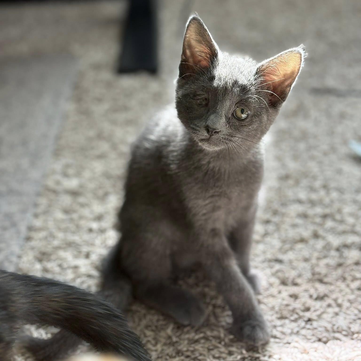 Violet, adopted, Kitten Female Domestic Short Hair.
