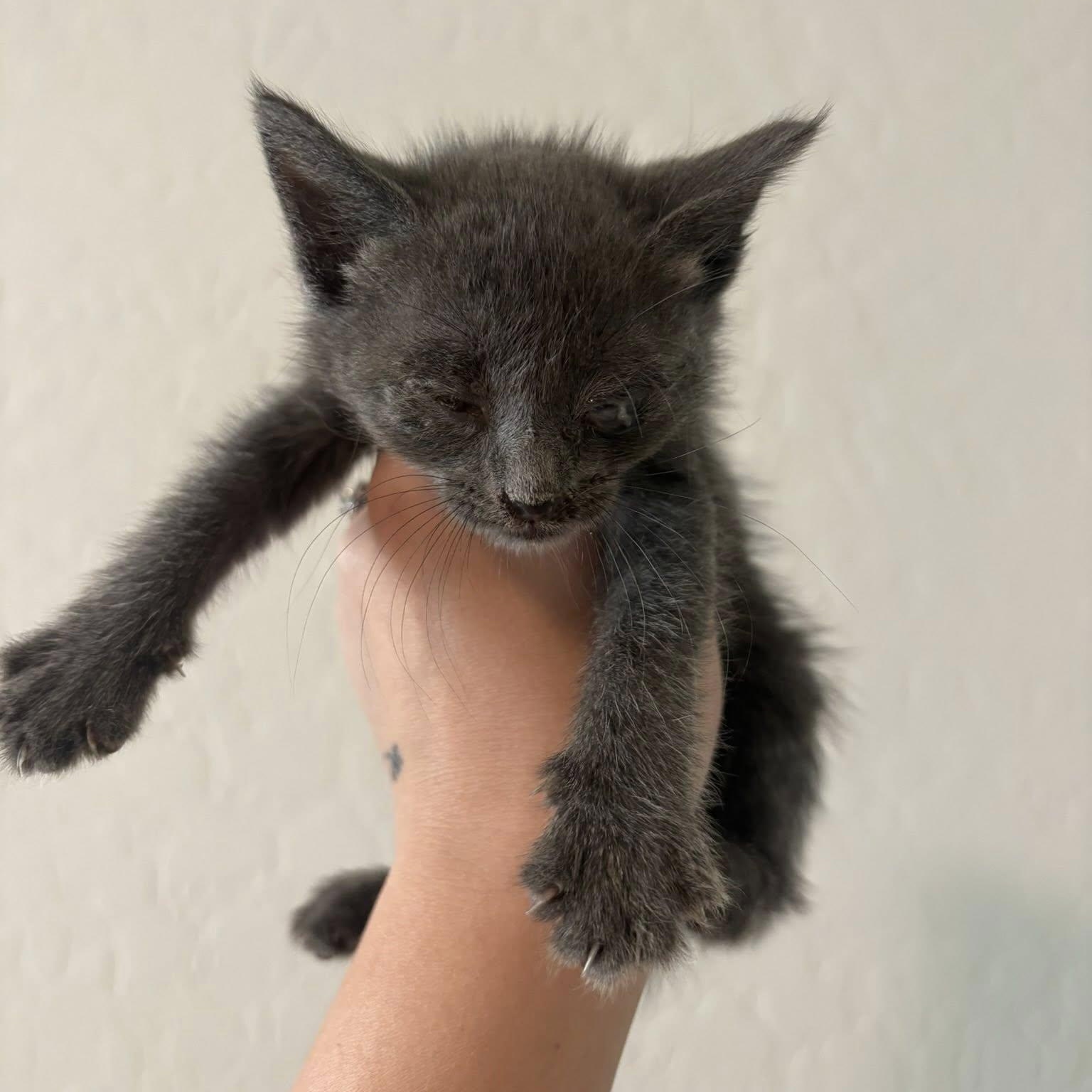 Enlarge Violet, an adopted Domestic Short Hair in Queen Creek, AZ image 5/5