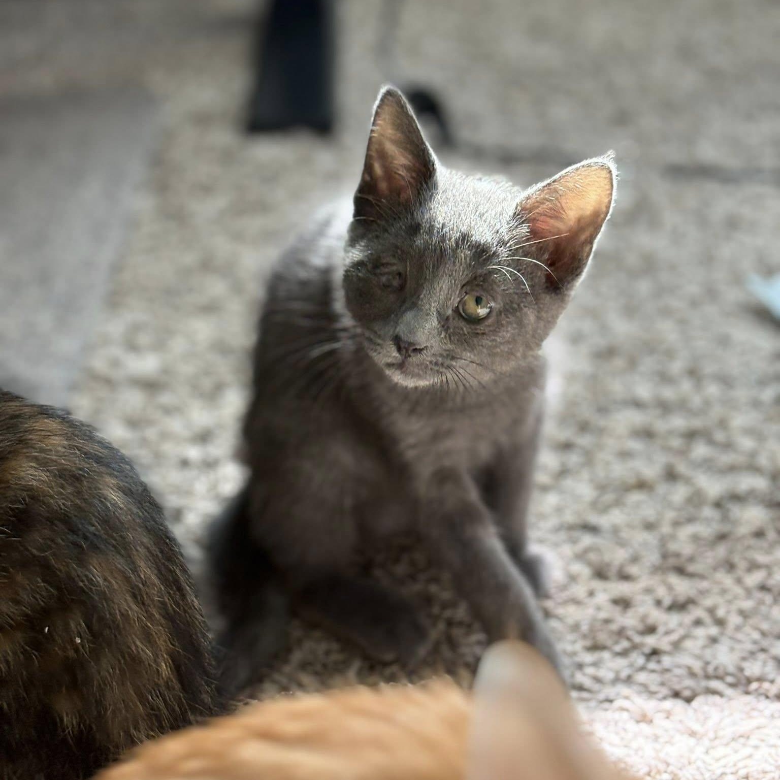 Enlarge Violet, an adopted Domestic Short Hair in Queen Creek, AZ image 4/5