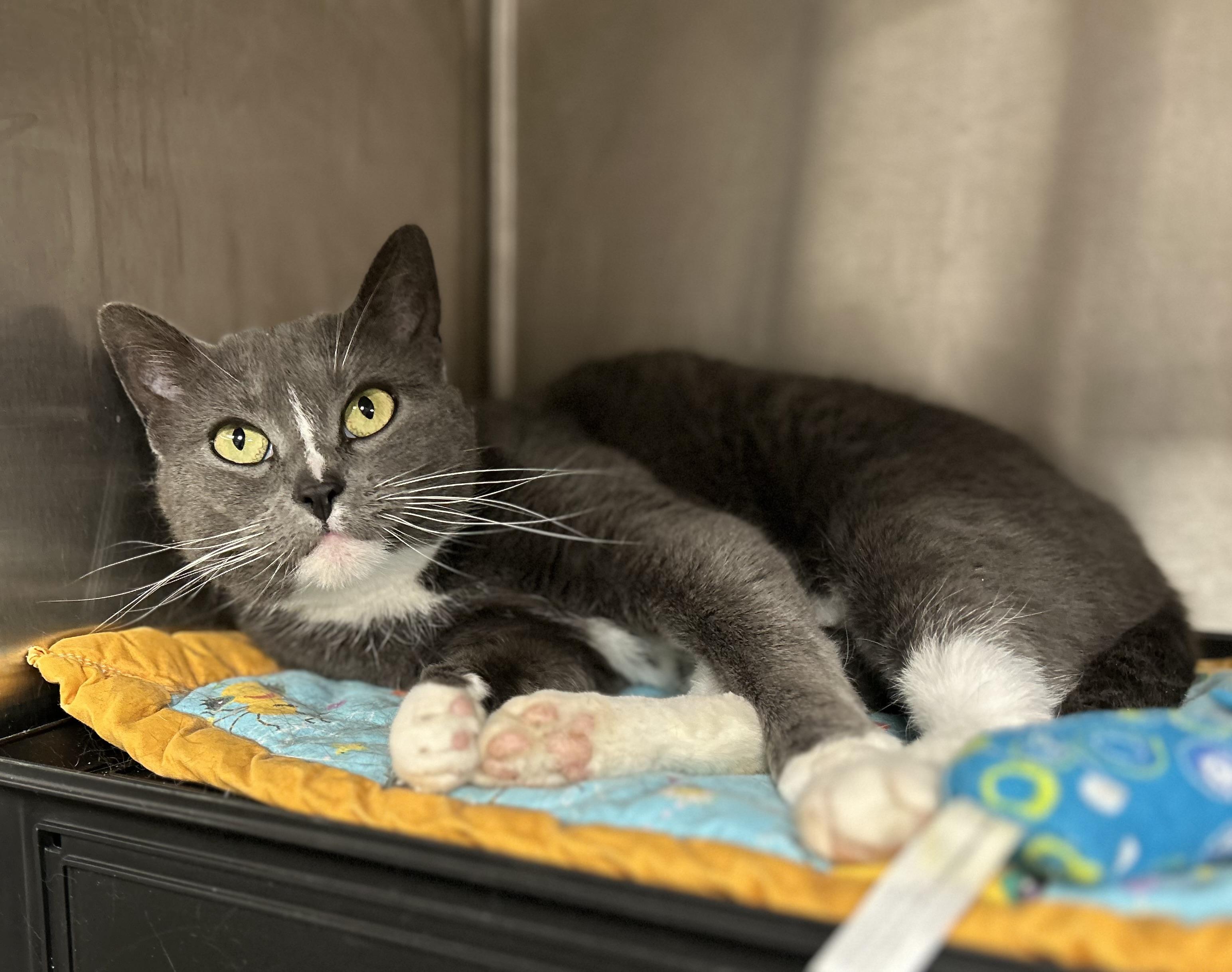 Enlarge Isla, a ADOPTABLE Domestic Short Hair in Whitehall, PA image 1/1