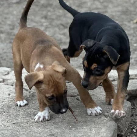 Venus, a ADOPTABLE mixed breed in Williston, VT image 2/5