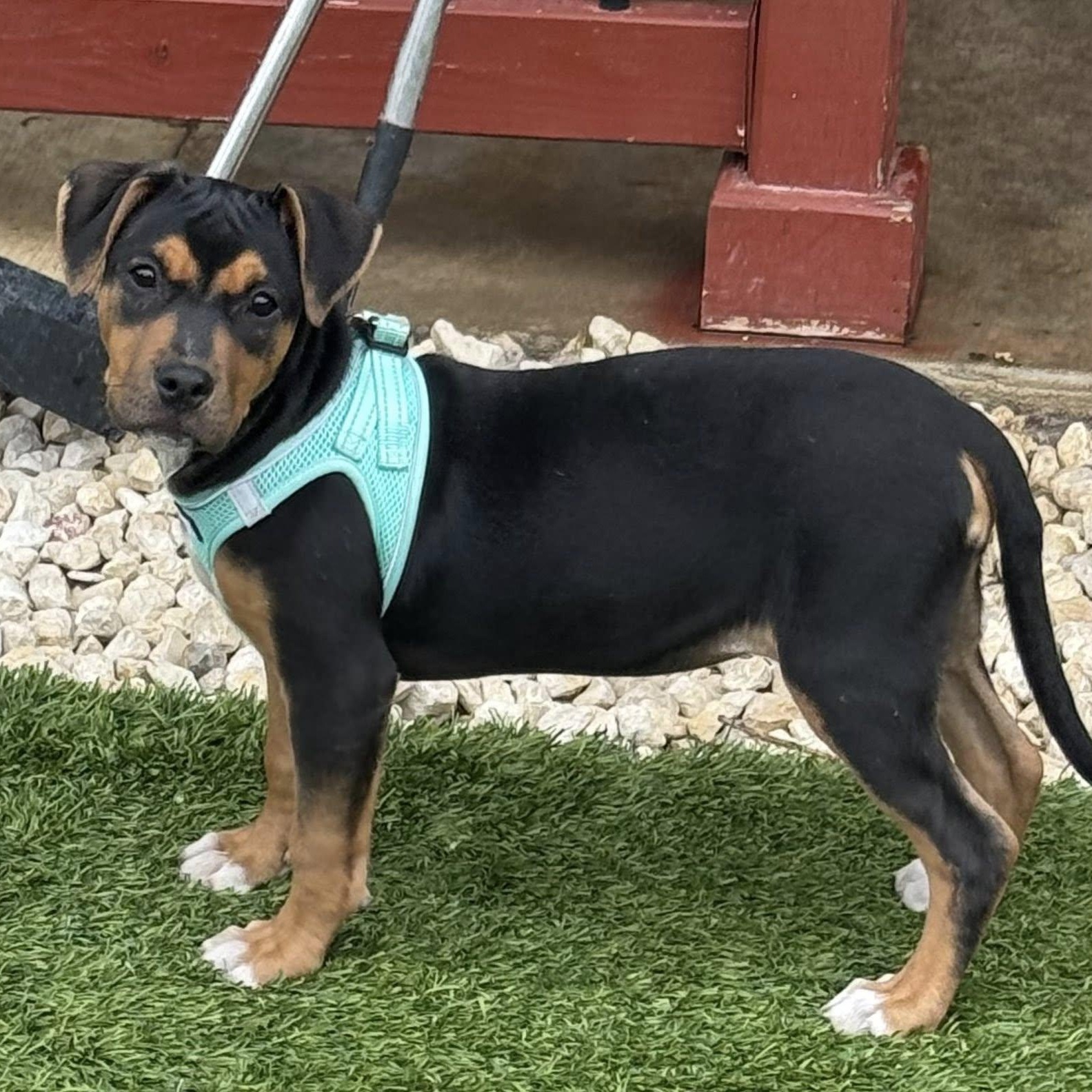 Venus, ADOPTABLE, Puppy Female Labrador Retriever.