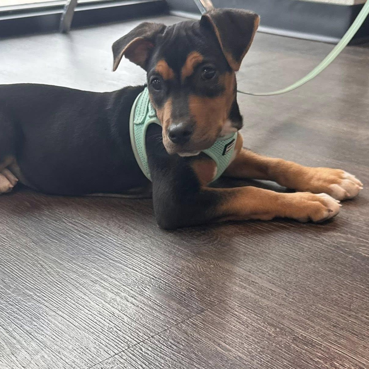 Venus, a ADOPTABLE mixed breed in Williston, VT image 4/5