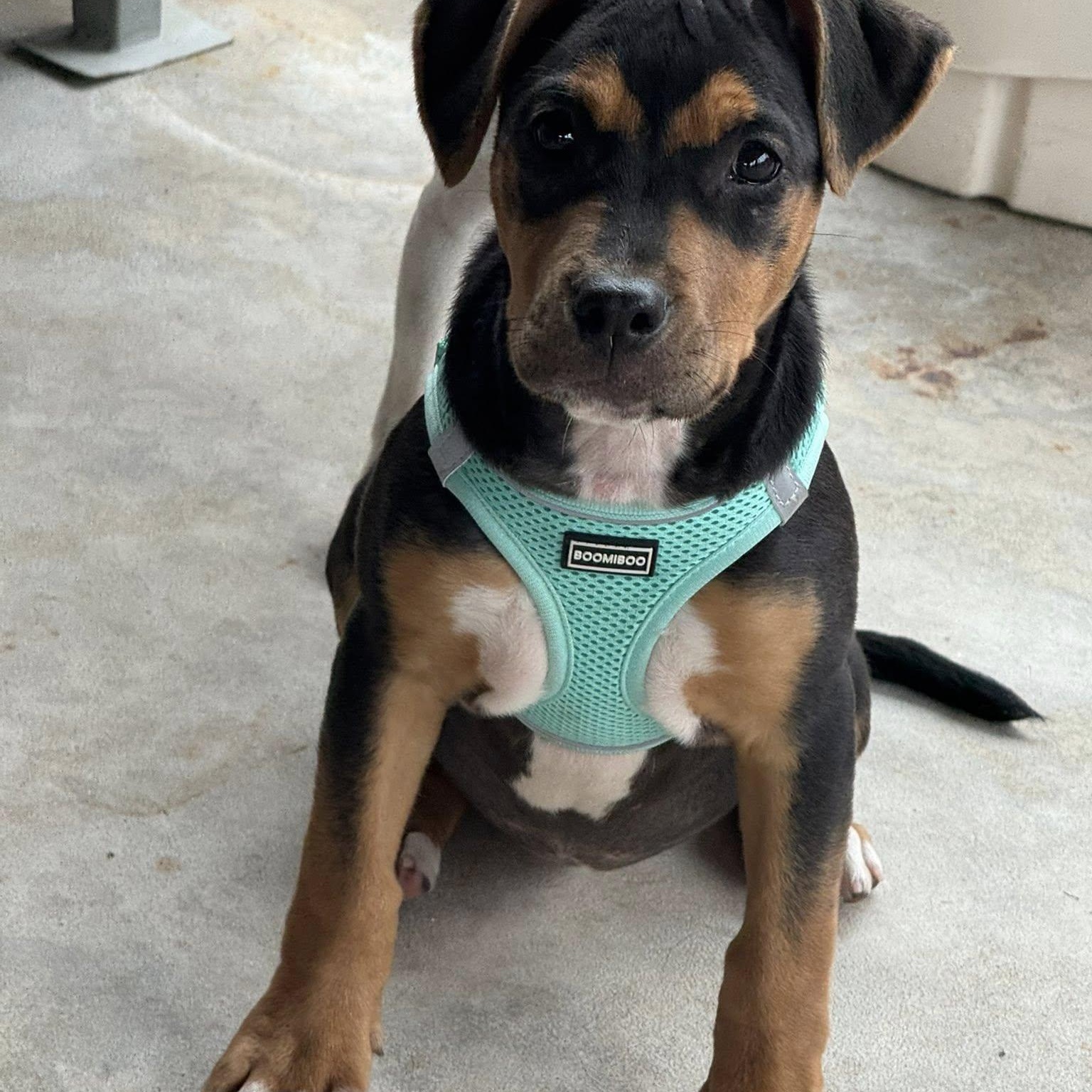 Venus, a ADOPTABLE mixed breed in Williston, VT image 3/5