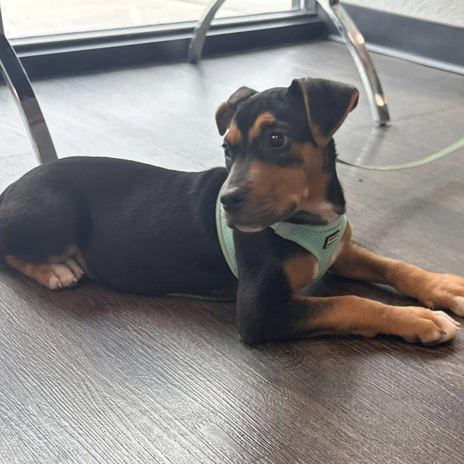 Venus, a ADOPTABLE mixed breed in Williston, VT image 5/5