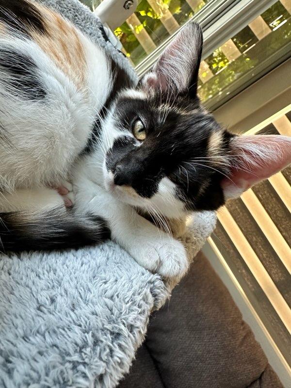 Marie, a Adopted Domestic Short Hair in chino, CA image 1/6