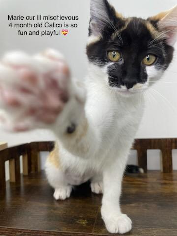 Marie, a Adopted Domestic Short Hair in chino, CA image 2/6