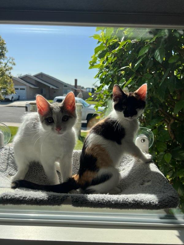 Marie, a Adopted Domestic Short Hair in chino, CA image 5/6
