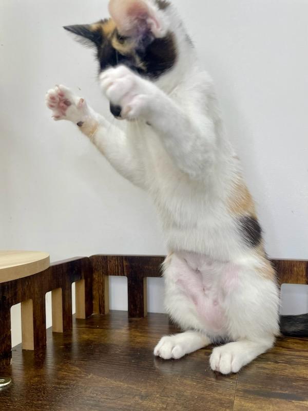 Marie, a Adopted Domestic Short Hair in chino, CA image 6/6