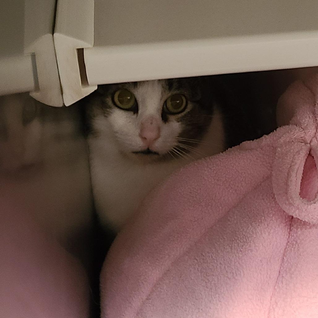 Mama Posie New Mexico, a Adoptable Domestic Short Hair in Denver, CO image 1/6