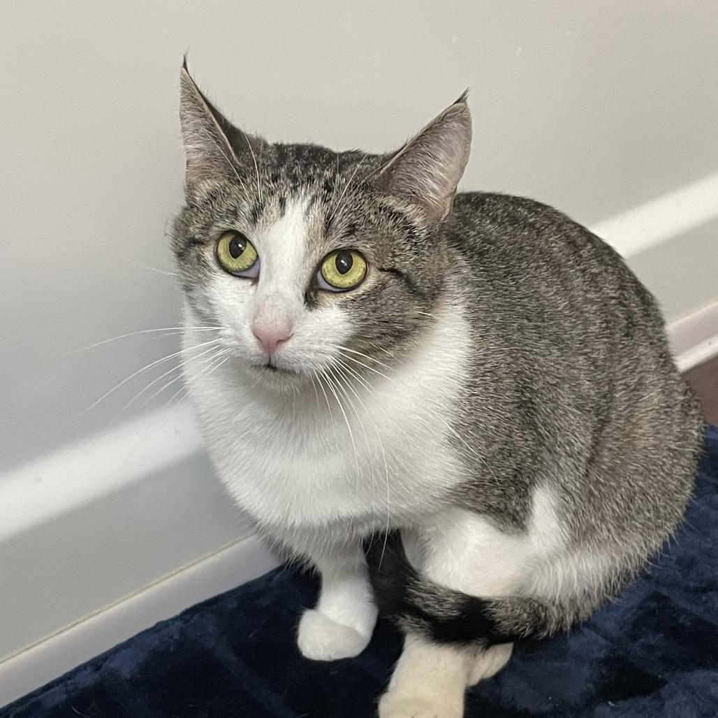 Mama Posie New Mexico, a Adoptable Domestic Short Hair in Denver, CO image 1/6