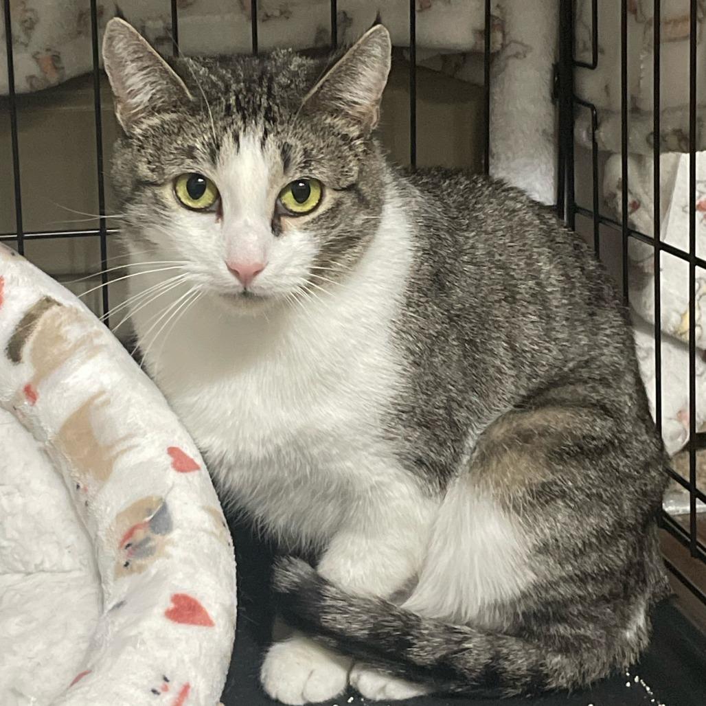 Mama Posie New Mexico, a Adoptable Domestic Short Hair in Denver, CO image 2/6