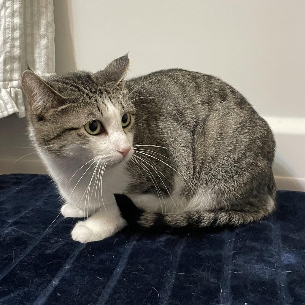 Mama Posie New Mexico, a Adoptable Domestic Short Hair in Denver, CO image 3/6