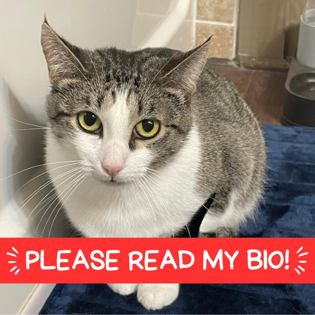 Mama Posie New Mexico, a Adoptable Domestic Short Hair in Denver, CO image 4/6