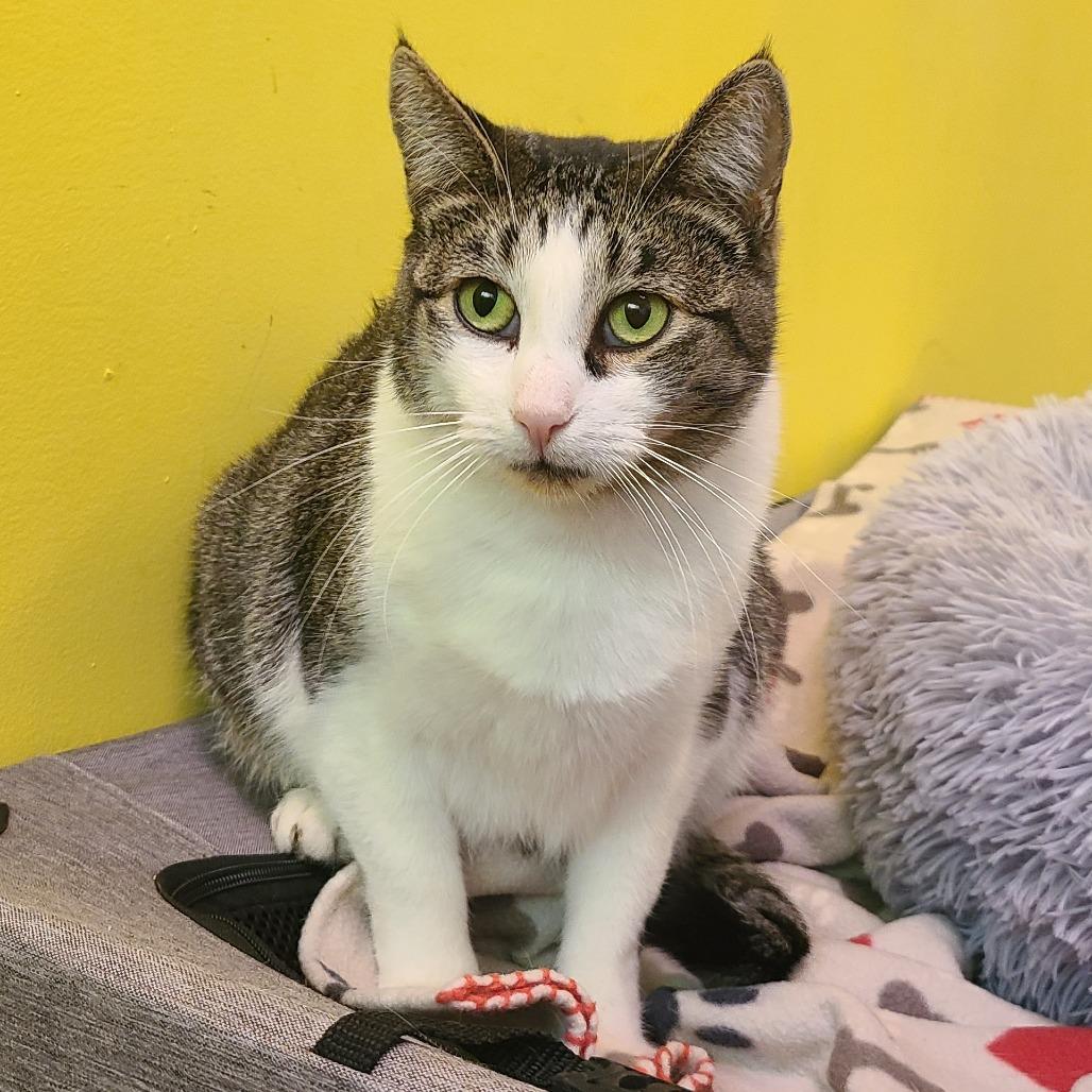 Enlarge Mama Posie New Mexico, a Adoptable Domestic Short Hair in Denver, CO image 6/6