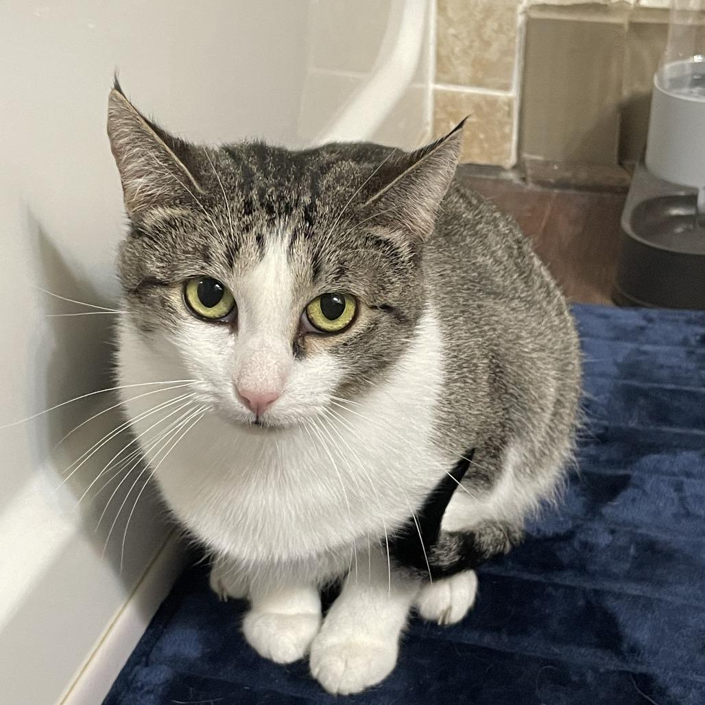 Mama Posie New Mexico, a Adoptable Domestic Short Hair in Denver, CO image 6/6