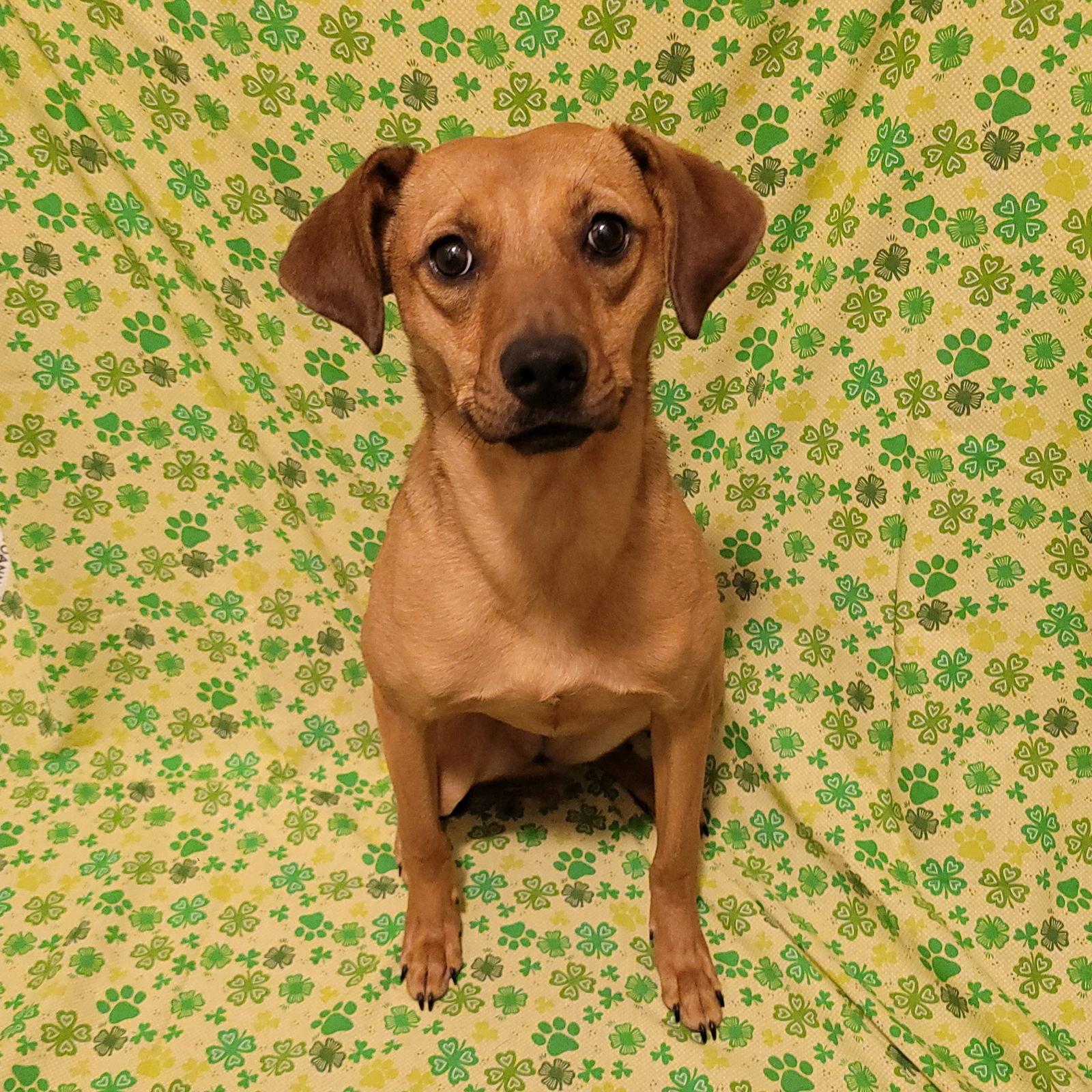 Keeva, Adoptable, Young Female Hound.